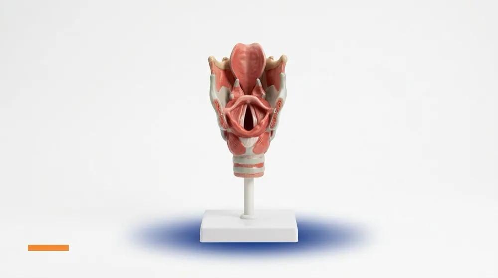 Voice and swallowing therapy assessment setup at Renuka Speech and Hearing Clinic Gandhinagar